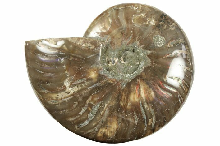 Red Flash Ammonite Fossil - Madagascar #211115